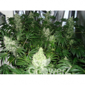 AK 47 Fem.