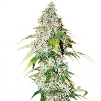 Купить семена марихуаны L.Ghost OG Auto Fem. Купить семена марихуаны L.Ghost OG Auto Fem.