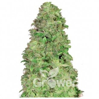 Mimosa Cake Auto Fem.