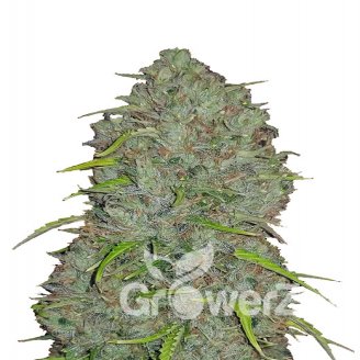 Titan Auto Fem.