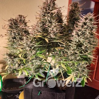 Acid Rain Auto Fem.