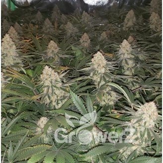 Afghan Auto Fem.