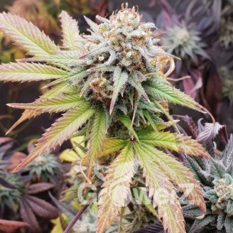 Frosted Guava Fem.