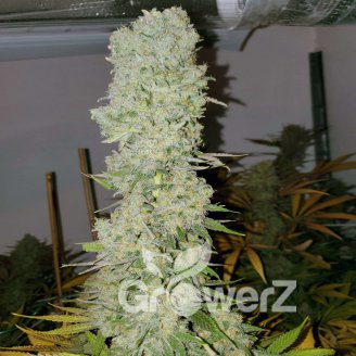 White Widow Fem.