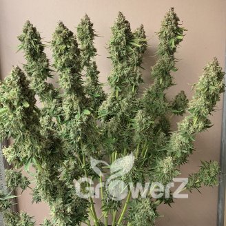AK 47 Fem.