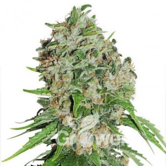 Bruce Banner Fem.