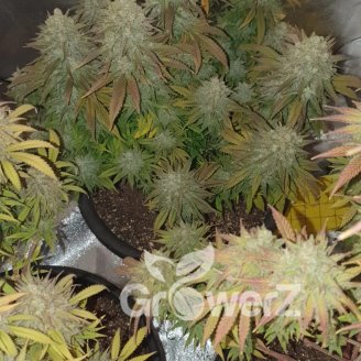 Bruce Banner Fem.