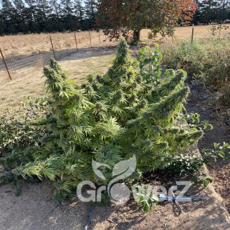White Widow XL Fem.