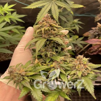 Shiskaberry Fem.