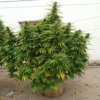 Eleven Roses Fem.