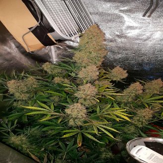 Gelato CBD Fem.