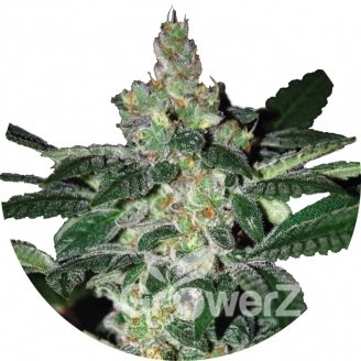 Amnesia Fem.