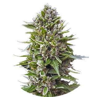 Купить семена марихуаны Northern Lights Auto Fem.
